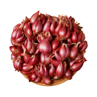 红根小香葱种子红葱头火葱种籽本地小葱籽四季春夏盆栽蔬菜苗菜籽