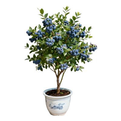 【不活包赔】特级蓝莓树果苗盆栽