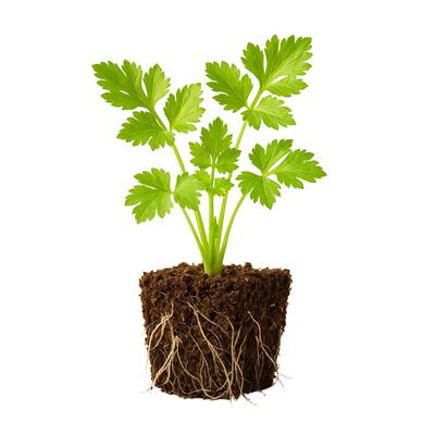 史丹利芹菜苗|基地直发