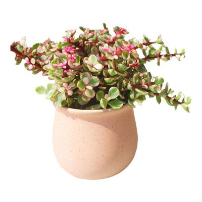 金枝玉叶盆栽多肉室外耐旱