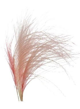 拂尘花天然芦苇干花花束装饰摆件