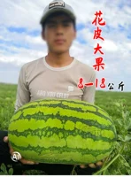 10 гигантских саженцев арбуза цвета лотоса