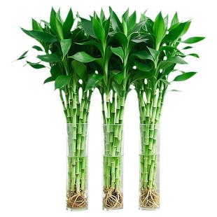 富贵竹水培植物客厅办公室招财竹室内装饰装修绿萝除醛好养绿植