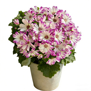 瓜叶菊盆栽带花苞阳台好养活花卉植物菊花盆栽耐寒年宵花室内绿植