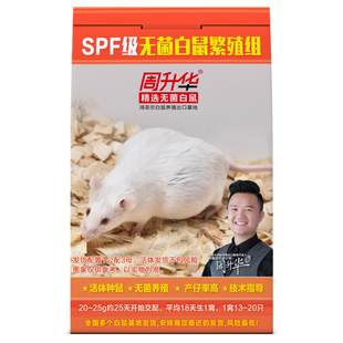 活体KM小白鼠实验大白鼠花枝鼠繁殖组活物老鼠红皮幼体乳鼠角蛙粮