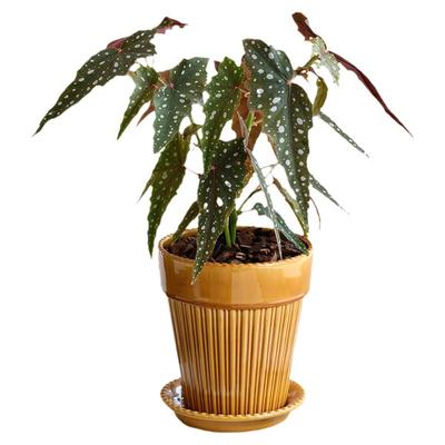 沙丁鱼秋海棠不易焦边新手友好