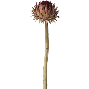 南非进口干花高级花材家居软装民宿装饰永生花帝王花干花橱窗摆设