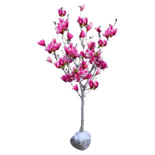 红白紫黄广玉兰树苗耐寒耐冻带花苞二乔大树庭院地栽盆栽植物花卉