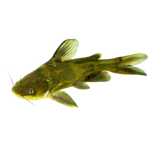 黄骨鱼苗黄辣丁鱼苗黄鸭叫汪丁刺公昂刺鱼苗淡水养殖食用黄颡鱼苗