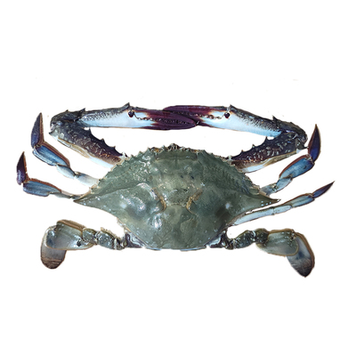 大连海鲜梭子蟹飞蟹现捕现发