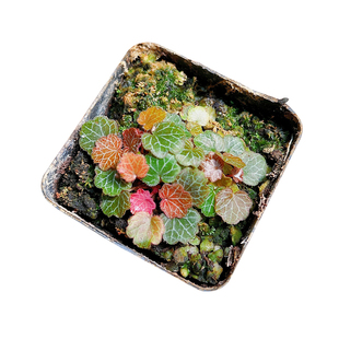 微型迷你植物小盆栽姬虎耳草山野草姬雪之下阴生观叶袖珍苔藓