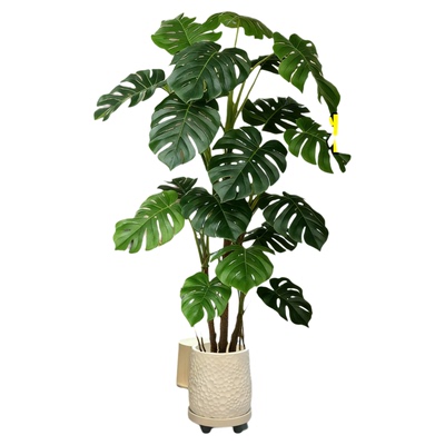 大叶龟背竹老桩盆栽高端绿植好养