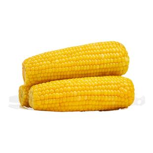 【甜糯玉米】新鲜真空装10根非转基因香甜软糯零食品内蒙五原发货