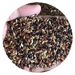 苏丹草草籽高产牧草种子高丹王草种籽养殖鸡鹅牛羊草鱼草种籽四季