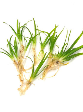 中后景水草水草小水兰