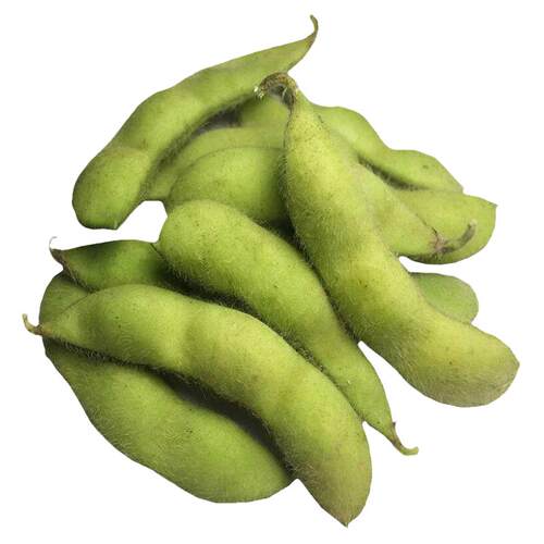 早熟大粒毛豆种子种籽早熟黄豆种孑高产菜特大青豆四季夏蔬菜籽种