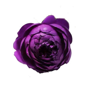 扦插苗浓香月季秋日胭脂月季花灌木切花阳台庭院玫瑰花卉多季花苗