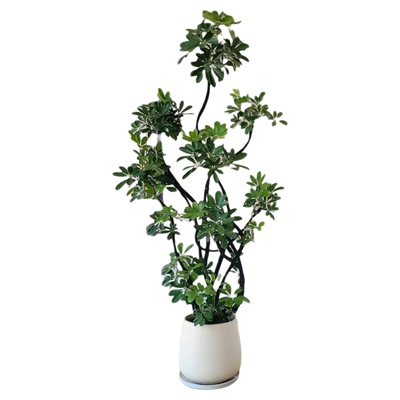 鸭脚木客厅大盆栽室内大型绿植