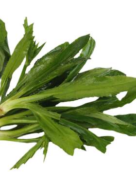 山野大叶香菜野菜种子