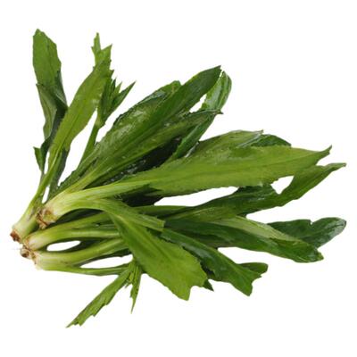山野大叶香菜野菜种子
