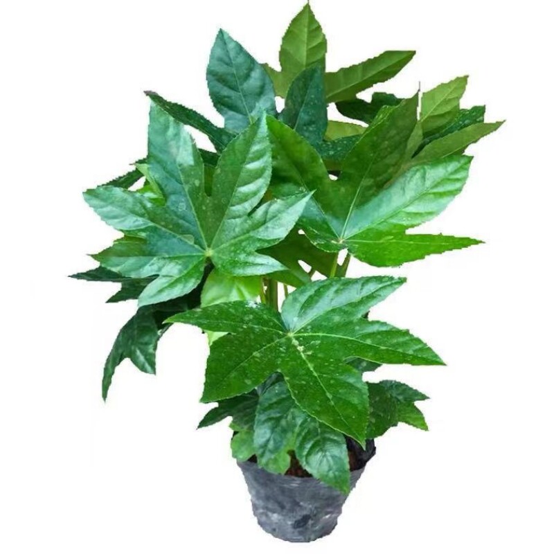 耐阴耐寒八角金盘小苗地被观叶植物好养庭院绿化苗木四季常青树苗