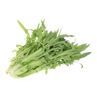 苦麻菜种子曲曲菜野苦菜取麻菜苦葛麻曲麻菜苣菜苣荬菜种子