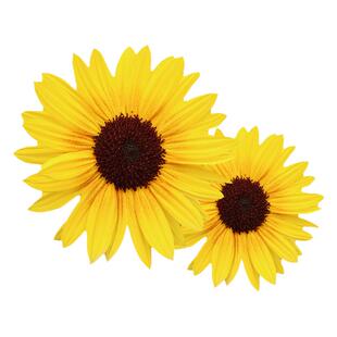 向日葵光辉岁月鲜花盆栽活苗矮生阳台庭院绿化植物花境搭配