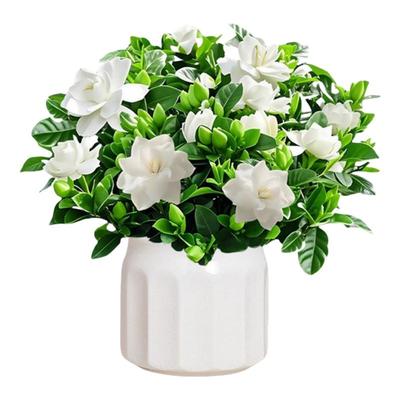 栀子花绿植盆栽带苞室内浓香花卉