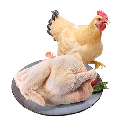 天农清远童子鸡农家谷物散养90天