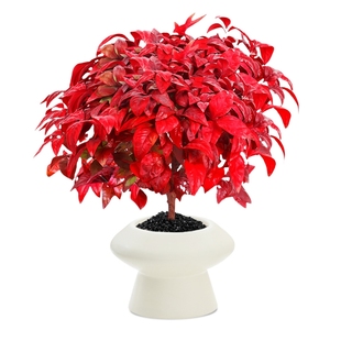 南天竹盆栽客厅招财旺宅办公室内桌面小绿植物茶室禅意卧室四季