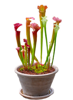抓虫瓶子草集合花园阳台窗台