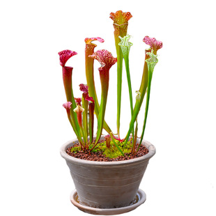 瓶子草盆栽小虫草堂白铠甲查尔逊朱迪思紫色食虫植物捕蝇草猪笼草