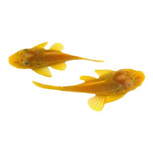 清理水藻推荐金苔鼠鱼热带观赏鱼鼠鱼鱼缸清理鱼清洁鱼工具鱼好养