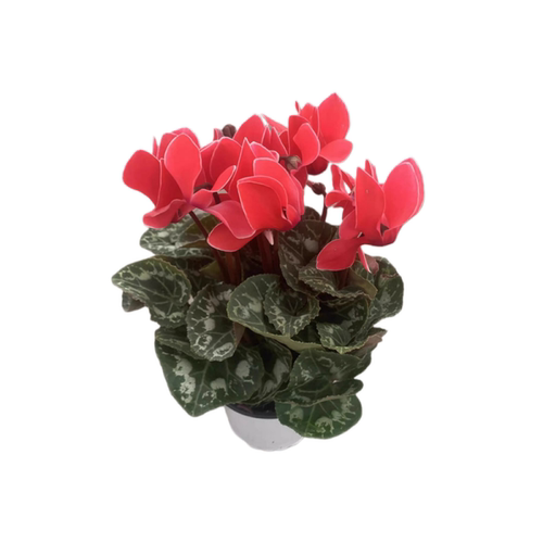 仙客来盆栽带花特大花苗兔耳花阳台室内开花花卉蝶衣花年宵花绿植