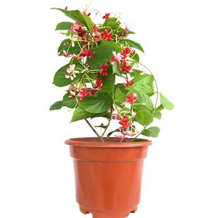 使君子花苗重瓣藤类攀爬植物室外花苗藤本花卉阳台水君子爬藤植物