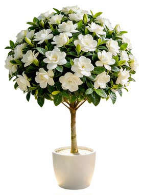 5A栀子花棒棒糖盆栽带花不活包补