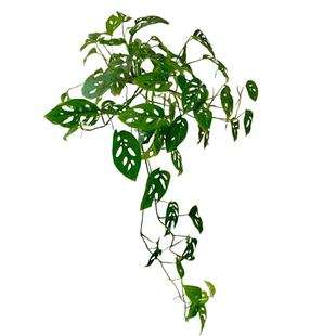 米歇尔仙洞龟背竹爬藤植物室内外好养活观叶垂吊绿植摆件垂藤耐阴