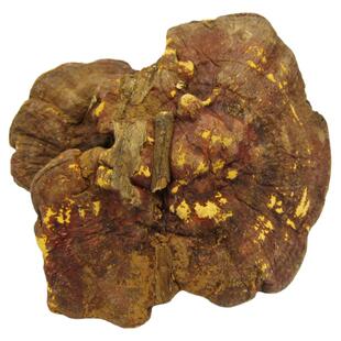 然生云南灵芝赤芝整枝含袍林芝可切红灵芝片茶250g