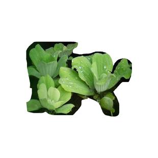 水芙蓉水草植物净化水质水生种子苗大薸净化水质鱼池池塘造景淡水