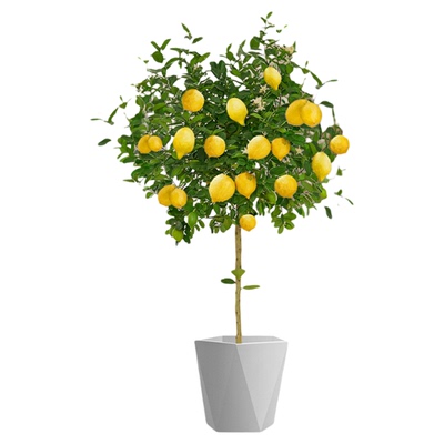 柠檬树盆栽带果大型植物
