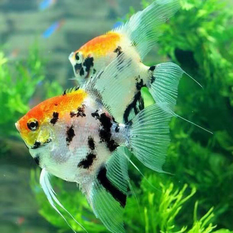 直供神仙鱼三色鱼燕鱼小型淡水鱼七彩红头燕鱼好养耐活鱼观赏鱼独
