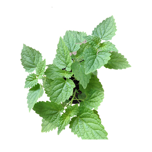 食用藿香盆栽老根土藿香苗广藿香树苗老桩大叶薄荷苗五香叶荷香苗