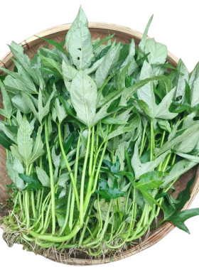 广西食用型红薯叶苗现割发货