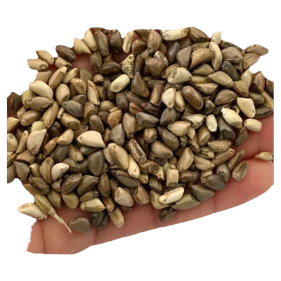 墨西哥玉米草种籽优12阔叶高产