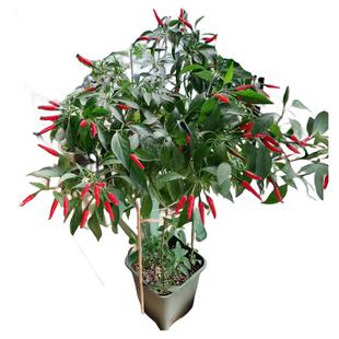 小米辣椒苗秧苗朝天椒四季盆栽螺丝薄皮青椒种籽树苗春蔬菜苗大全