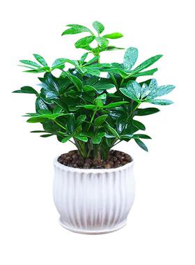 八方来财鸭脚木四季常青室内阳台桌面绿植盆栽花卉发财树苗七叶莲