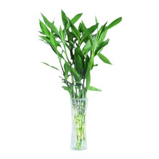 富贵竹水培植物转运竹绿植室内好养盆栽观音竹客厅招财鲜花发财树