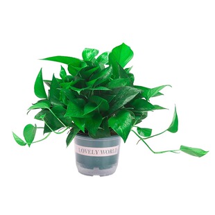 绿萝盆栽室内客厅绿植花卉新房家用水培绿箩植物室内大叶绿箩吊兰