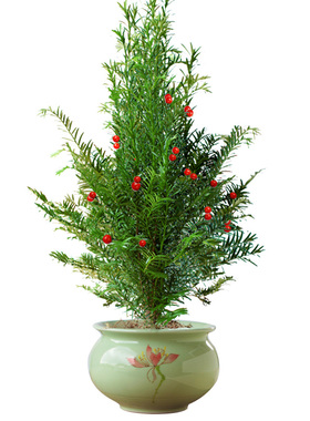 红豆杉树苗盆栽庭院花卉植物辅助