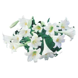 26年现货3个进口LO铁炮百合种球绿园花开 白特里卡里乙女粉天堂